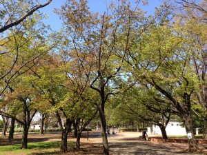 小金井公園の新芽